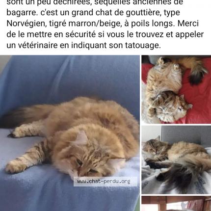Minou Perdu tweet media