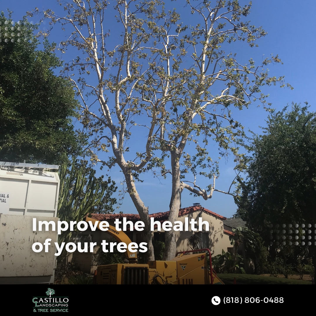 Castillo Landscaping and Tree Service (@castillo_tree) / Posts / X