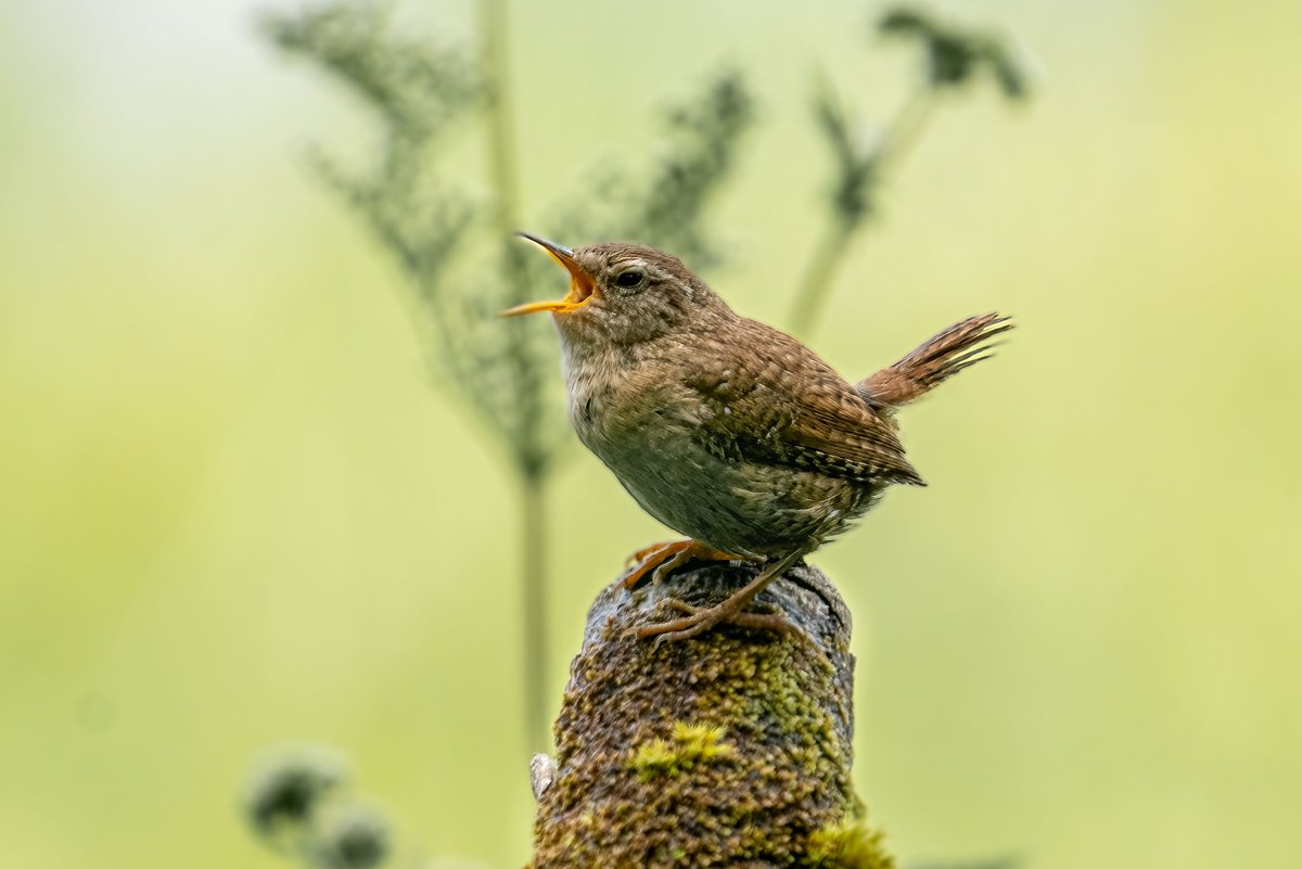 The fabled 'King of Birds' gives it laldy.
#Birds #birdwatching #birdphotography