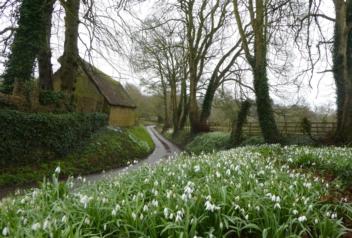 The snowdrop perfection of Steeple Barton 🤍
According to one myth #snowdrops were given as a gift  to Adam and Eve after their banishment from Eden. A gift to promise that there were brighter days ahead 🤍 
#folklorethursday