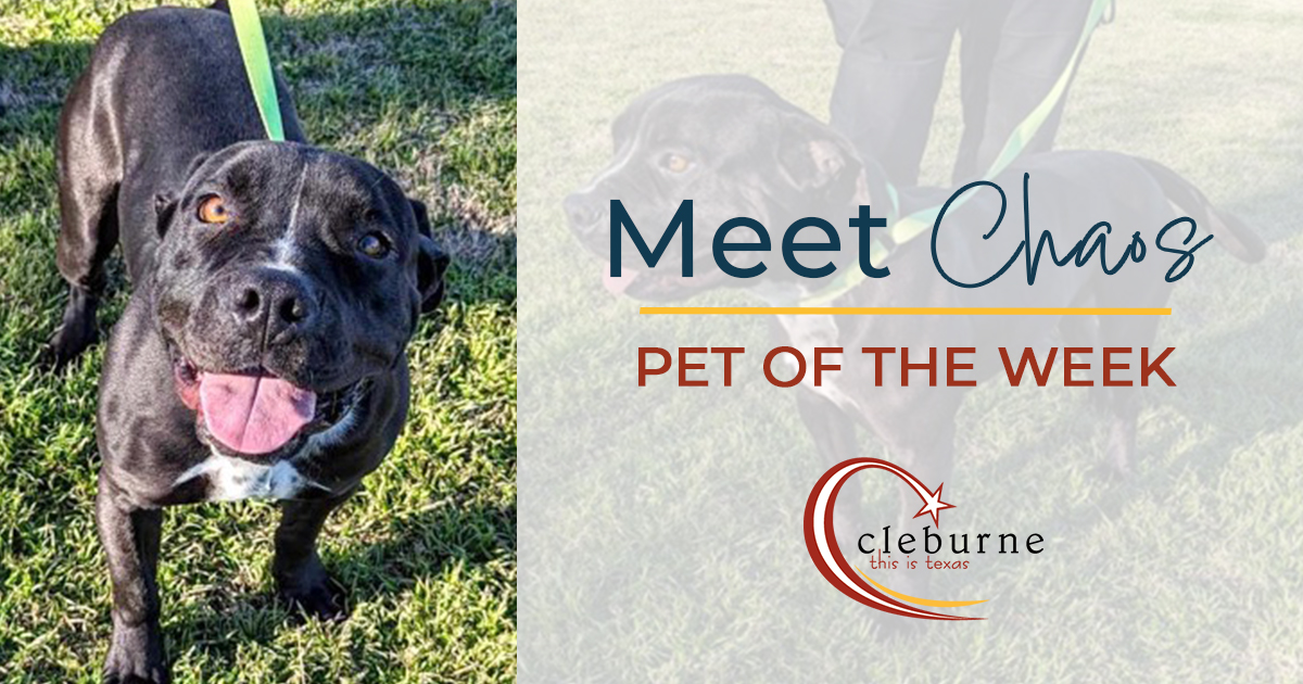 CityofCleburne's tweet photo. Don't have a Valentine? Chaos doesn't either. (Coincidence? I think not. 😍) Despite his name, Chaos is a mild-mannered, well-behaved dog. This 3-year-old loves to cuddle, go on walks &amp; get as many treats as possible. Start the adoption process here: https://t.co/bDomtAYAN7. https://t.co/verHBPKwgx