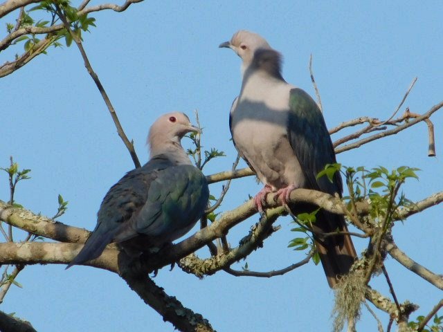 a_london_pigeon's tweet photo. Green Imperial-pigeons (Ducula aenea).
Large and widespread Asian forest pigeons #Assam #India
📷 Kaziranga India @kaziranga_ #June2016 https://t.co/WVKR3X1ILX