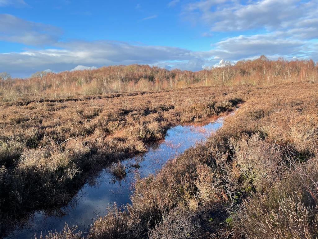 TransitionWilms's tweet photo. @queenofpeat Our favourite bog of course is @LindowMoss home of #lindowman #saveourbogs https://t.co/7Uf1FNbRYM