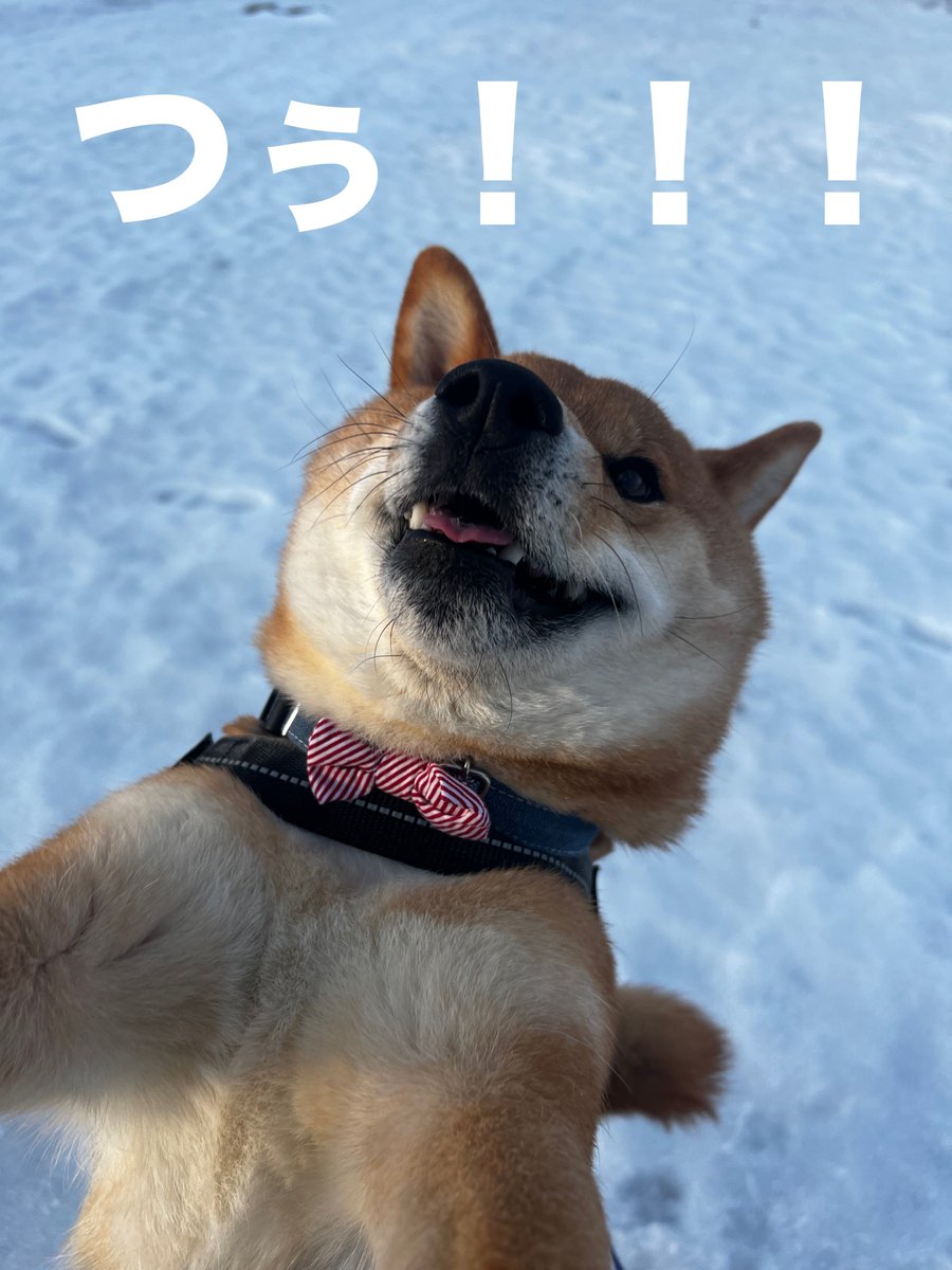 gin1127inu's tweet photo. おはようございます
 #柴犬 https://t.co/UydAPg5UYe
