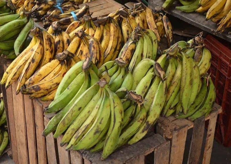 agripreneurs_af's tweet photo. « Sur les 170 régimes en maturité, j’ai seulement amené 70. Les 100 autres sont restés au village. Ce qui me fait un manque à gagner de plus de 100 000 Francs Cfa»

A l’Est du Cameroun, le mauvais état des routes ruine les producteurs de banane-plantain

https://t.co/htAFIcCWPU https://t.co/I0bkjv4JYG