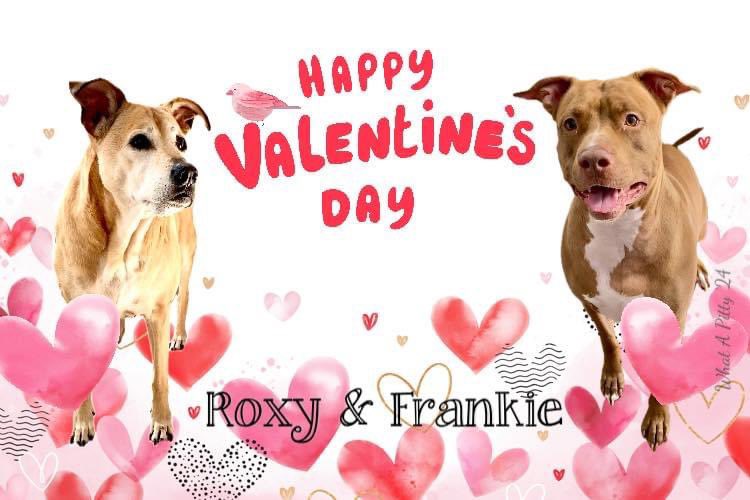 Don’t have a #Valentine? Don’t worry, the perfect one is waiting for you at your local animal shelter! ♥️ Roxy and adoptable Frankie #whatapitty #fttf #valentineday