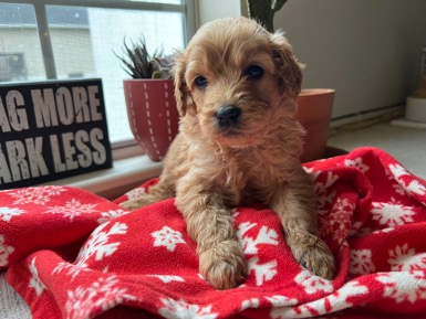 Meet the first UNC Police therapy dog! 💙🐶 This new addition marks the beginning of our new pet therapy program, and we need your help choosing her name. @unc

Read more about her, and be sure to cast your vote by Wed., Feb. 21! ▶️ go.unc.edu/namethedog.