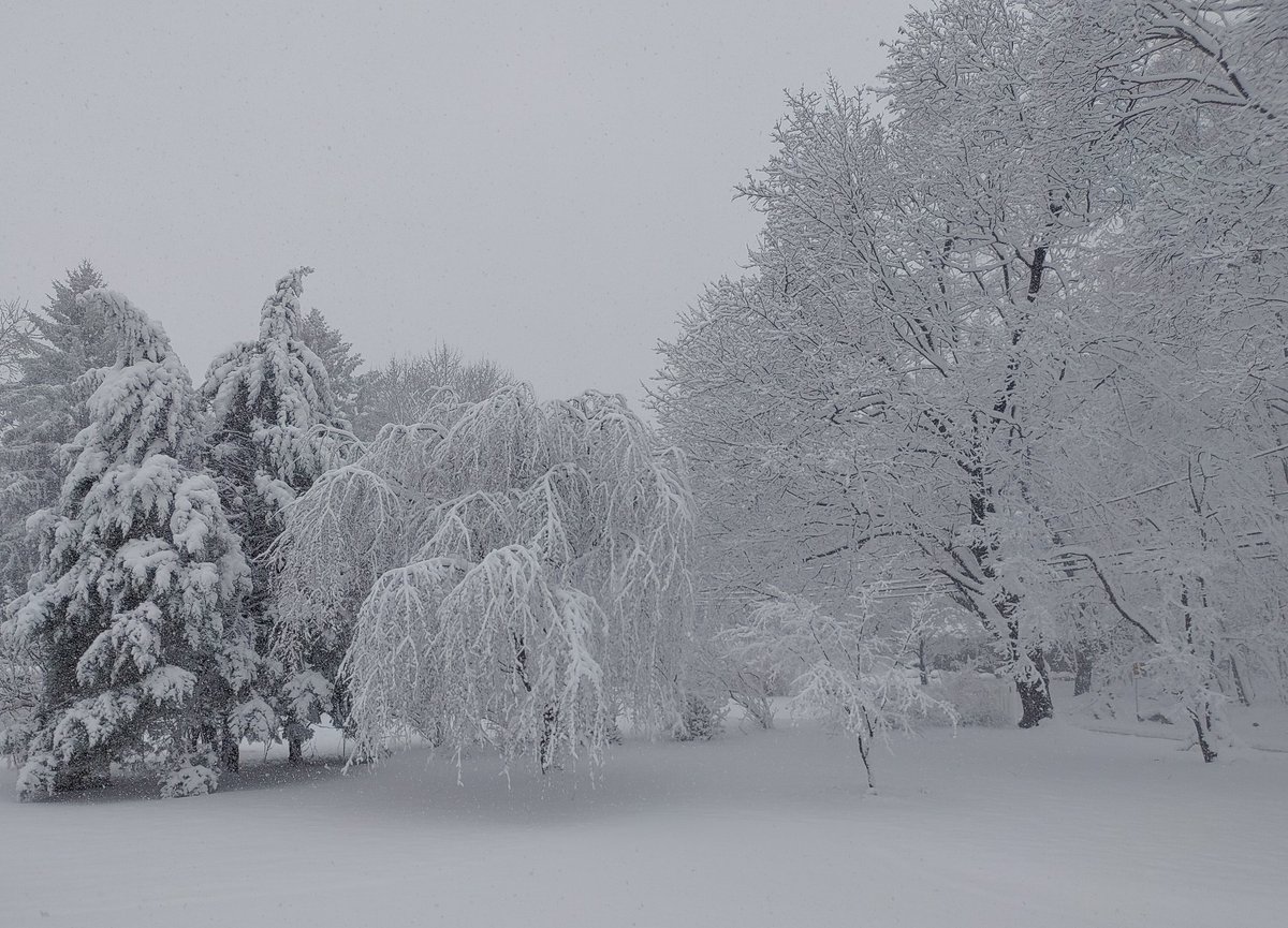 Outside my window. Snow in Solebury, Bucks County.