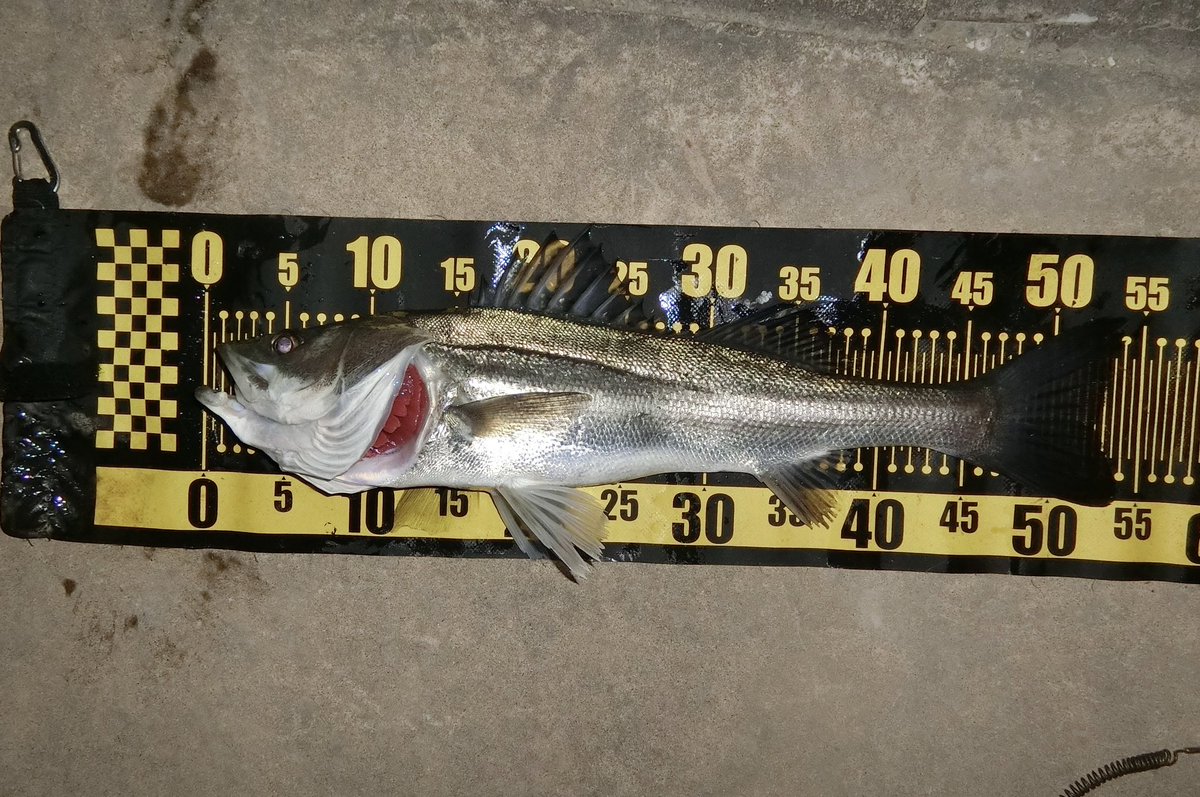FishingLabo's tweet photo. 昨日のバチ抜けシーバス結果。
4ヒット2キャッチ。ノガレ160fで。

バチ、チョロチョロでベストな感じ。

サイズは、微妙にいかないですね。 

#荒川中流
#後中3日目
#バチ抜け

@pickup2127 https://t.co/KMCMu1zEAN