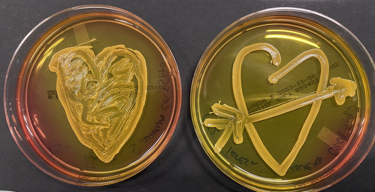 SWICEU1's tweet photo. No queremos terminar el día de hoy sin dedicaros mucho amor ❤️ . “Staphylococcus aureus” en medio Chapman. A la Microbiologia es imposible no quererla 😊 https://t.co/0JQ7qWFcdi