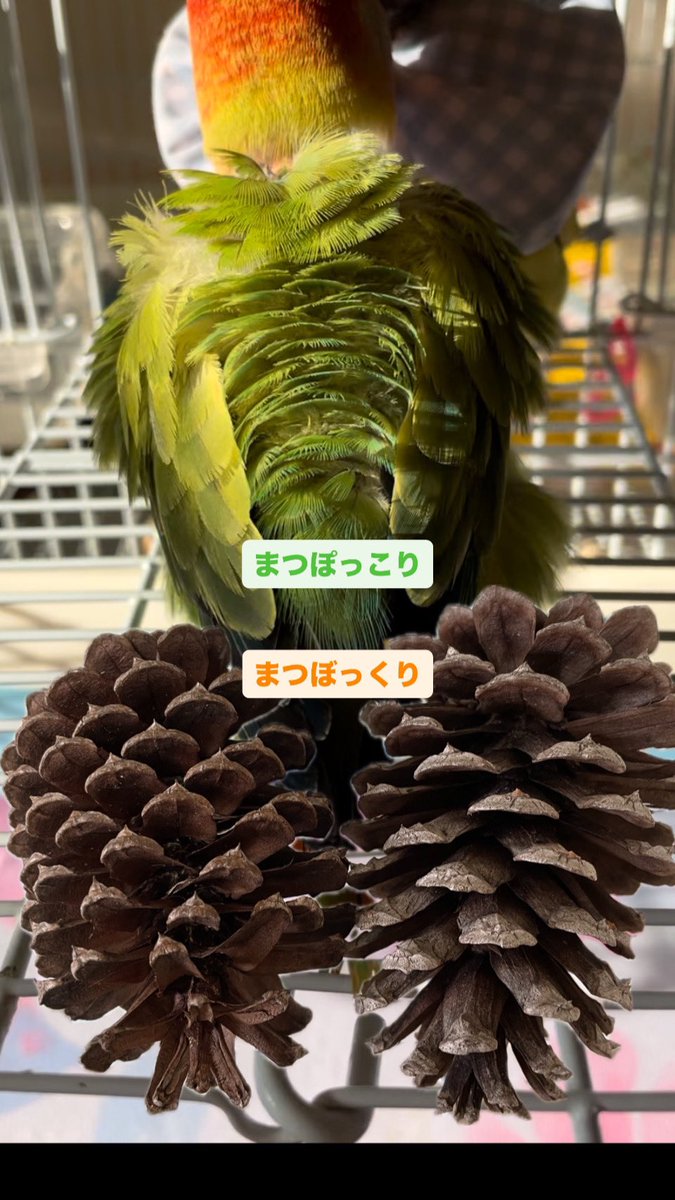 まつぼっくり - Search / X