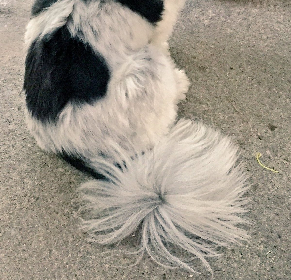Pals, did yous guys know I has a heart shaped patch on me fur? 😍 perfect for Valentine’s Day ❤️