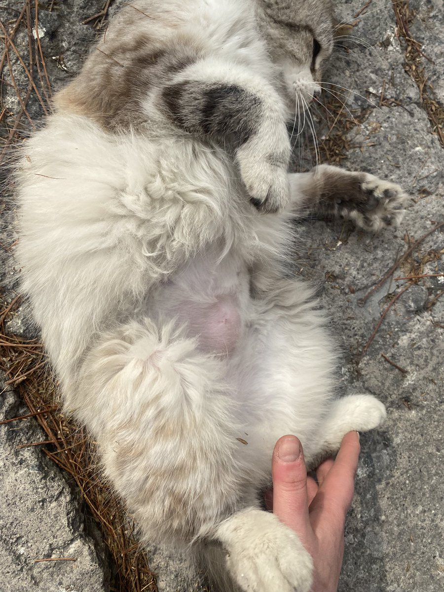 Lavale_dora's tweet photo. RT para ayudar a esta michi :( la pobrecita ya lleva días aquí en la calle, y tiene una bola en su pancita y tal vez tenga una infección :( yo ya no puedo con más michis, ya tengo 9 y los gastos me sobrepasan 😭 por favor, me da miedo que le vaya a pasar algo @El_gatitoGordo https://t.co/QTL1CKUjb0
