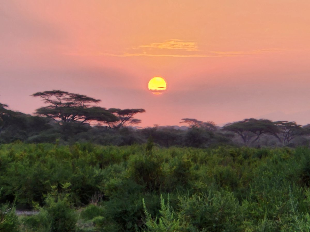 Zandman_in_tex's tweet photo. This came up in my memories from one year ago. Morning on the Serengeti. I can't wait to go back!
#AfricaCalling #Serengeti #Tanzania
#LifeofRiley😎 https://t.co/KDMPUykgXR
