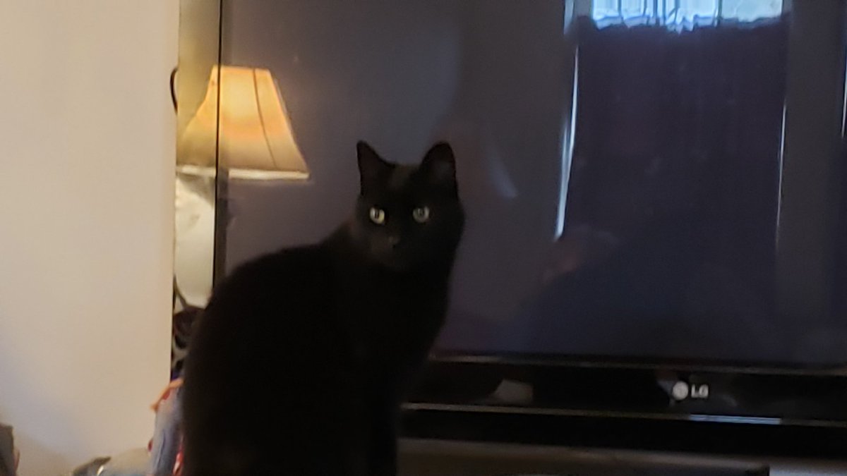dekebridges's tweet photo. Hey human... turn on the TV.
My catoons just started.
#CatsOfTwitter #MiloCat https://t.co/zPjrgdLeFB