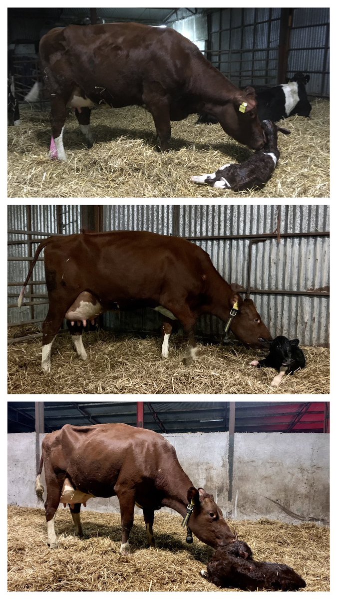 Eamon Sheehan 🐄 tweet media