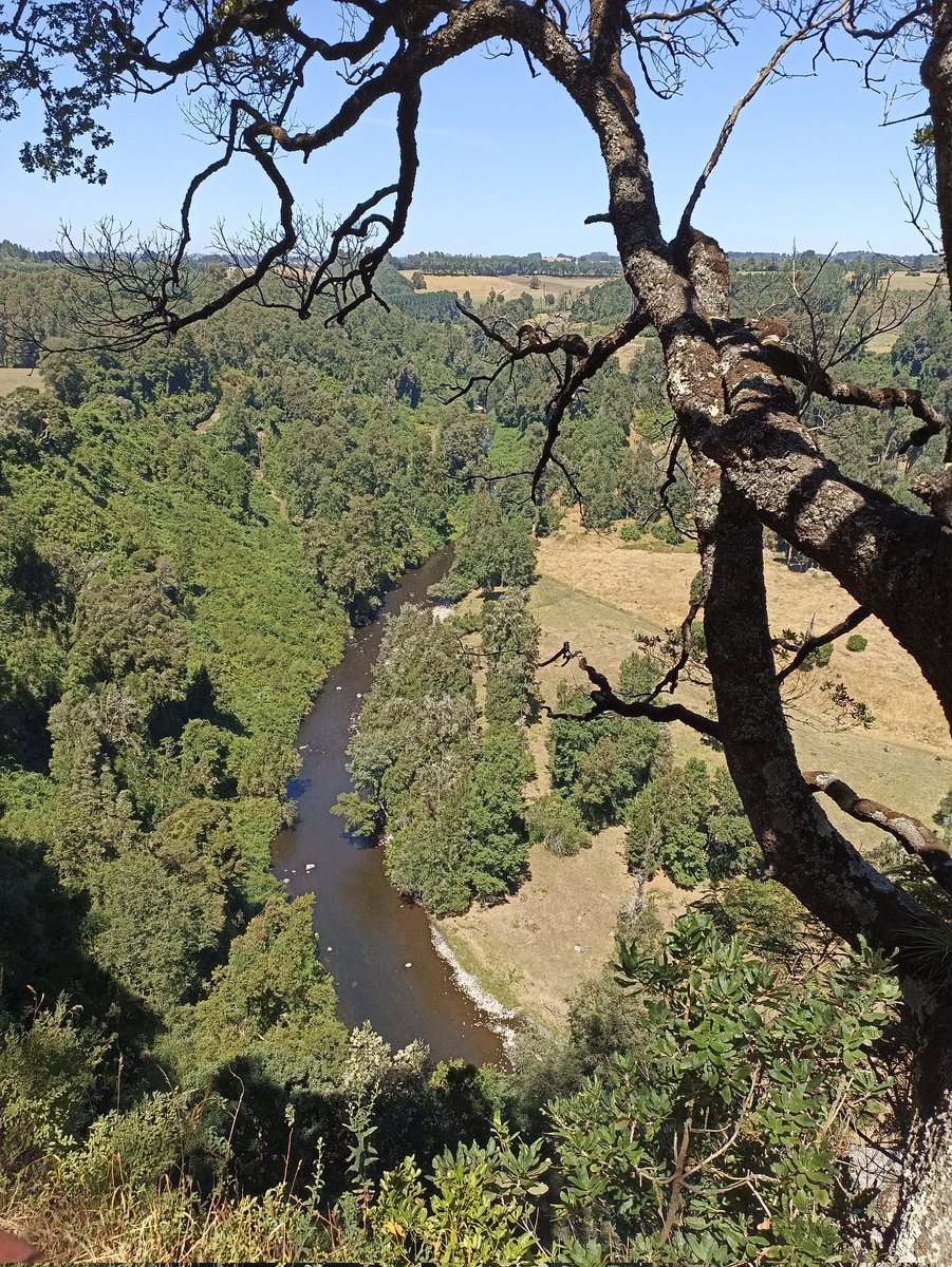 amarroquin015's tweet photo. Mirador de #pitriuco #RioBueno https://t.co/IyCP3DHGCO