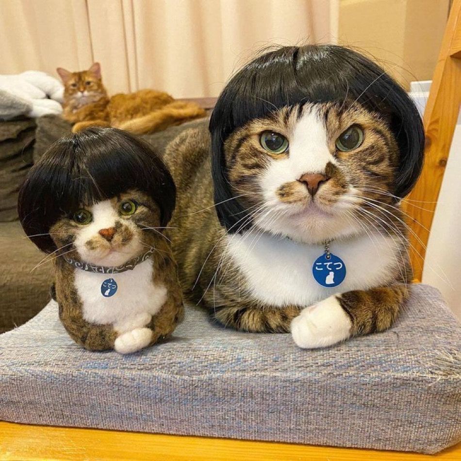 ShouldHaveCat's tweet photo. https://t.co/guE5ATITYT