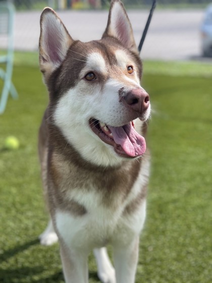 Humane_SLC's tweet photo. Anyone else freezing cold  🥶? Our #husky friends sure aren't! #Echo and #Yukon are waiting for their fur-ever homes at the Humane Society of St. Lucie County 👇

📍 8890 Glades Cut Off Road, Port St. Lucie, FL 34986
📆 Tues. - Sat.
⏰ 11:00AM - 5:00PM

#Huskies #TreasureCoast https://t.co/ZtGOAIWt8j