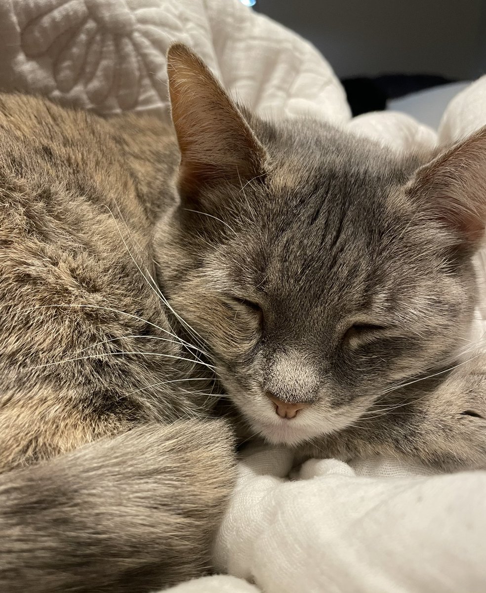 celestecurie's tweet photo. No, because my cat will never understand how much I love her, and that kills me 😭😭 https://t.co/YSHpPB4jAD