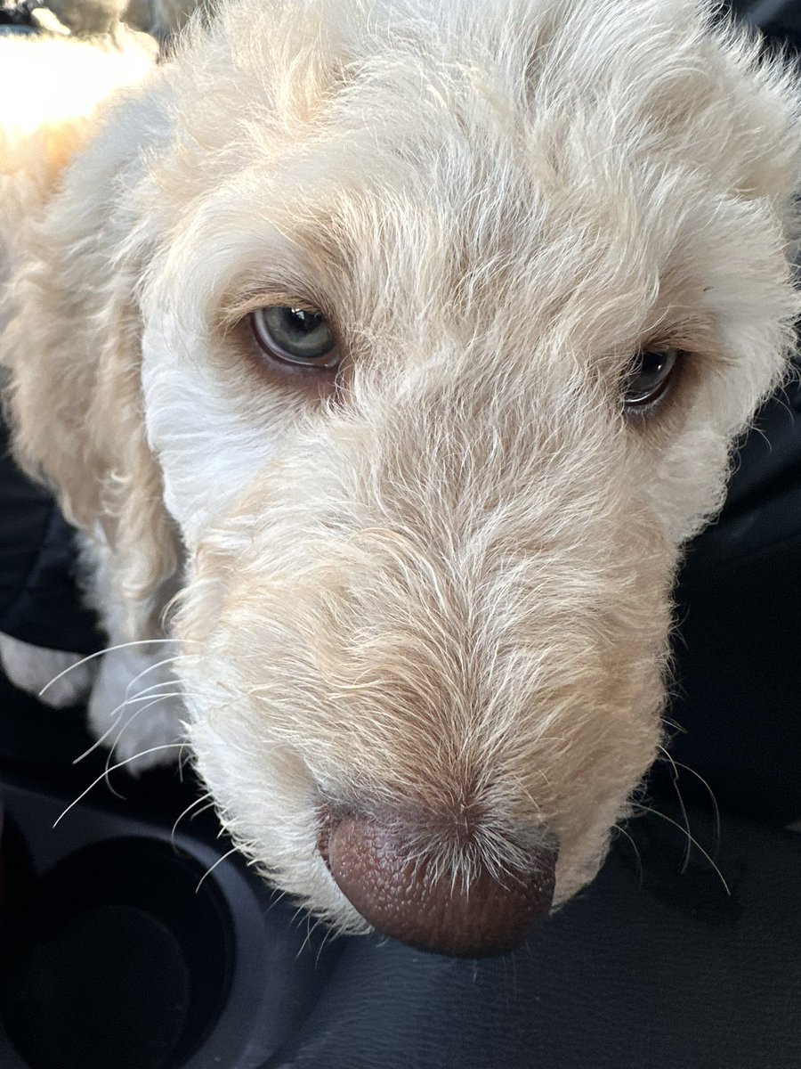 ehhmaris's tweet photo. Everyone meet Thor

Thor meet everyone 🤭🩵 

(My son, my little valentine) https://t.co/f6KyWtHvQt