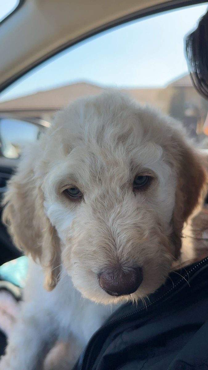 ehhmaris's tweet photo. Everyone meet Thor

Thor meet everyone 🤭🩵 

(My son, my little valentine) https://t.co/f6KyWtHvQt