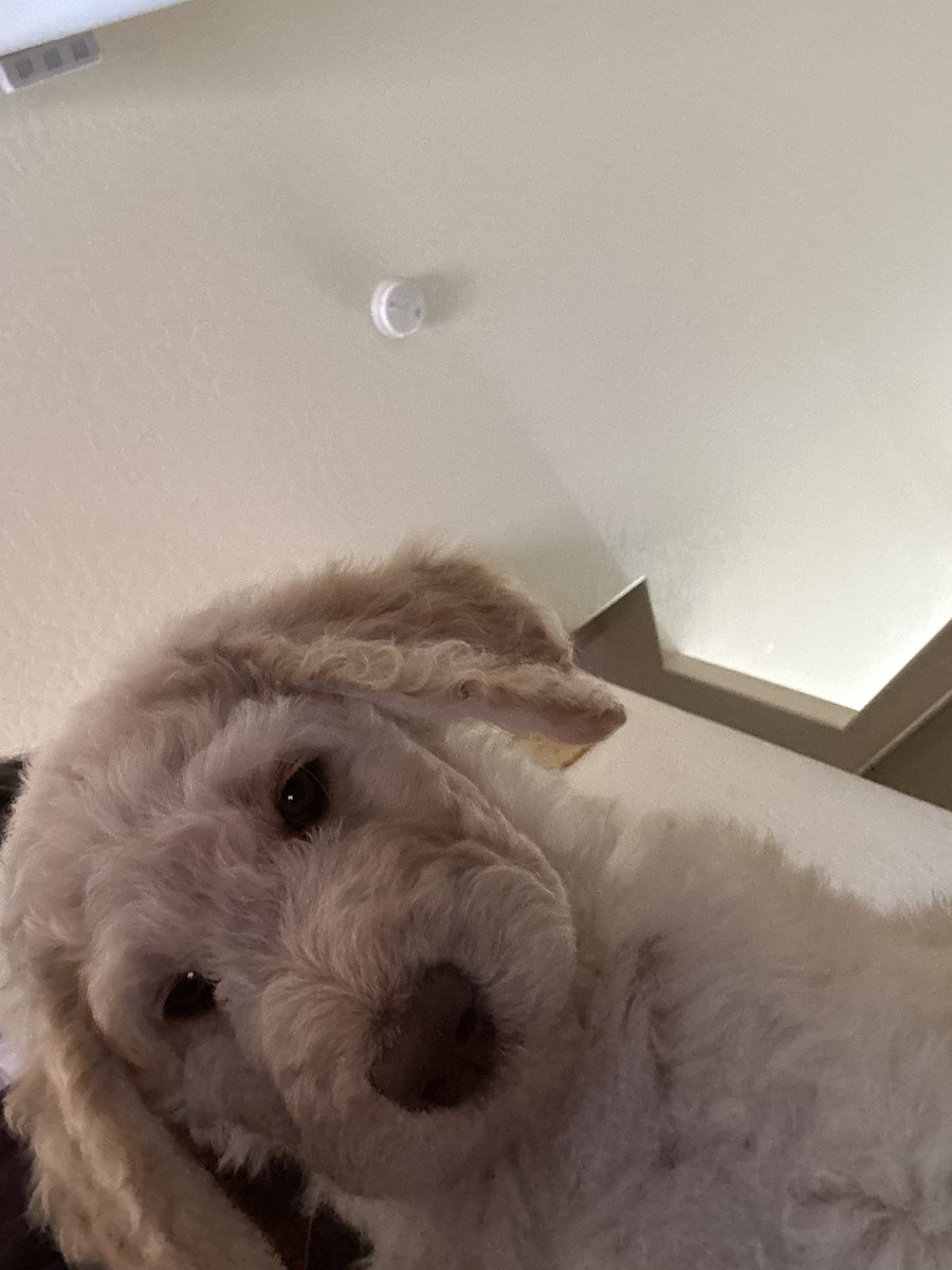 ehhmaris's tweet photo. Everyone meet Thor

Thor meet everyone 🤭🩵 

(My son, my little valentine) https://t.co/f6KyWtHvQt