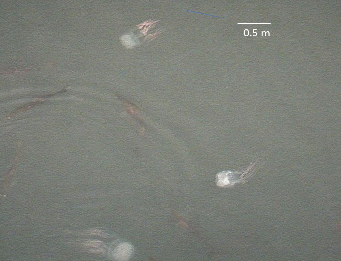PhD student Scott Morrisey provides evidence that eDNA is of high utility to detect deadly #stingers and their polyps. We can now search for the sources of #jellyfish! <a href="/jcu/">James Cook Uni</a> <a href="/ScottJMorrissey/">Scott Morrissey</a> int-res.com/abstracts/meps…