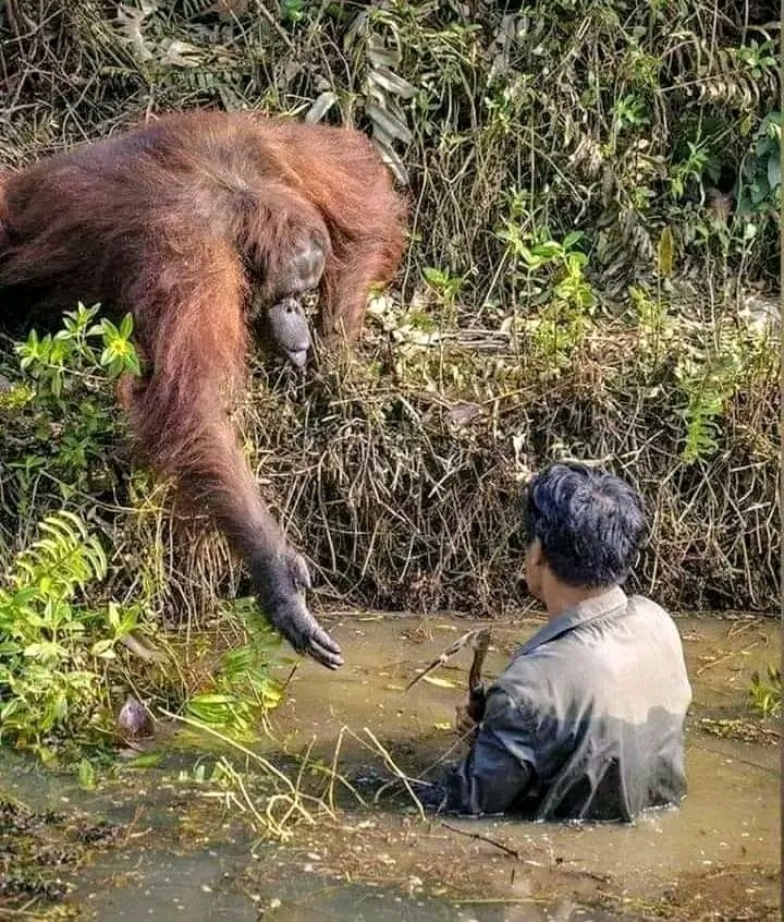 @Morbidful Best picture ever : An Orangutan reaching out to save a man in the snake infested water. I think this is one of the best pictures I have ever seen....