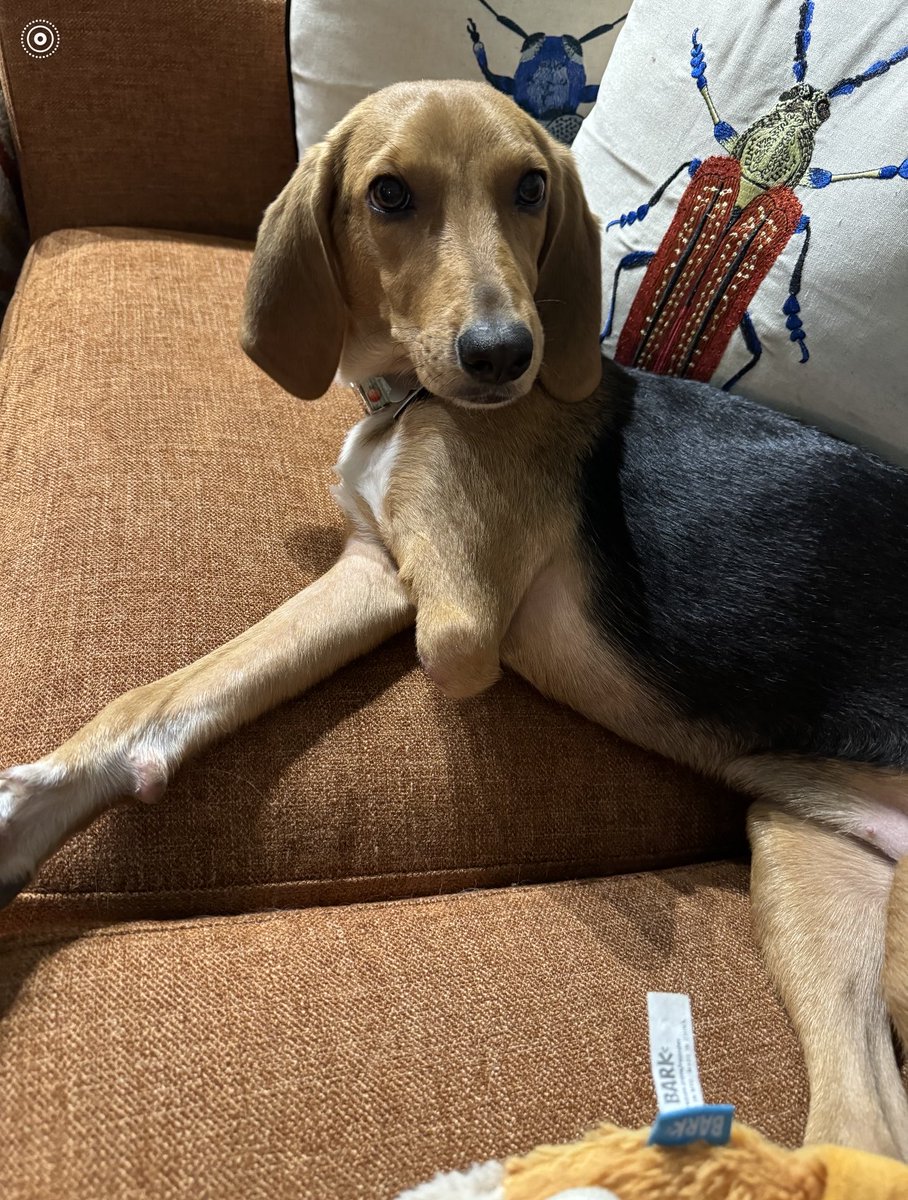 LolaPatolla's tweet photo. Katie bug checking in from her forever home!!!
To everyone who helped Katie, we thank you!!! We even were able to order her a prosthetic to help make getting around a bit easier on her front leg 💞!!! https://t.co/c0t23s1jbJ
