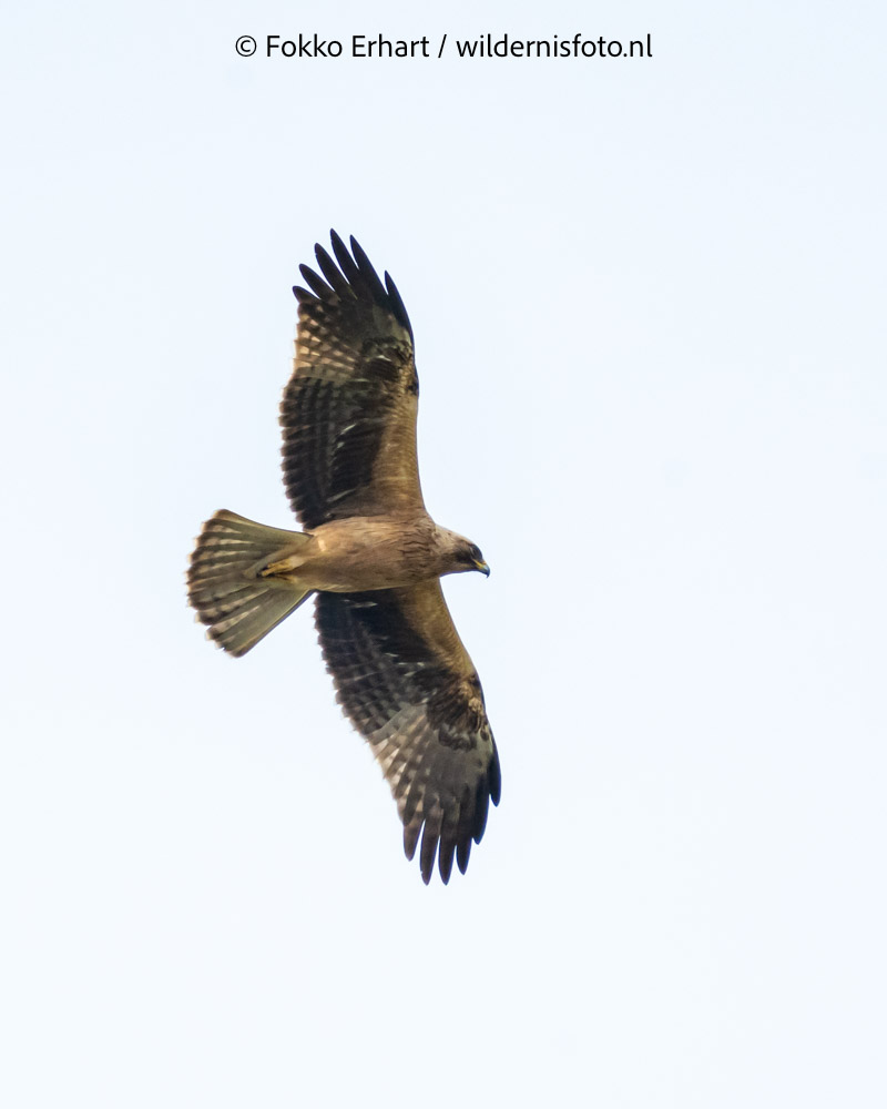 FokkoErhart's tweet image. #vogelreis voor @birdingbreaks met @TimLangerak heeft een vliegende start @waarneming @roots @CameraNU_nl #dwergarend #reuzenstern #knobbelmeerkoet #grijzewouw
