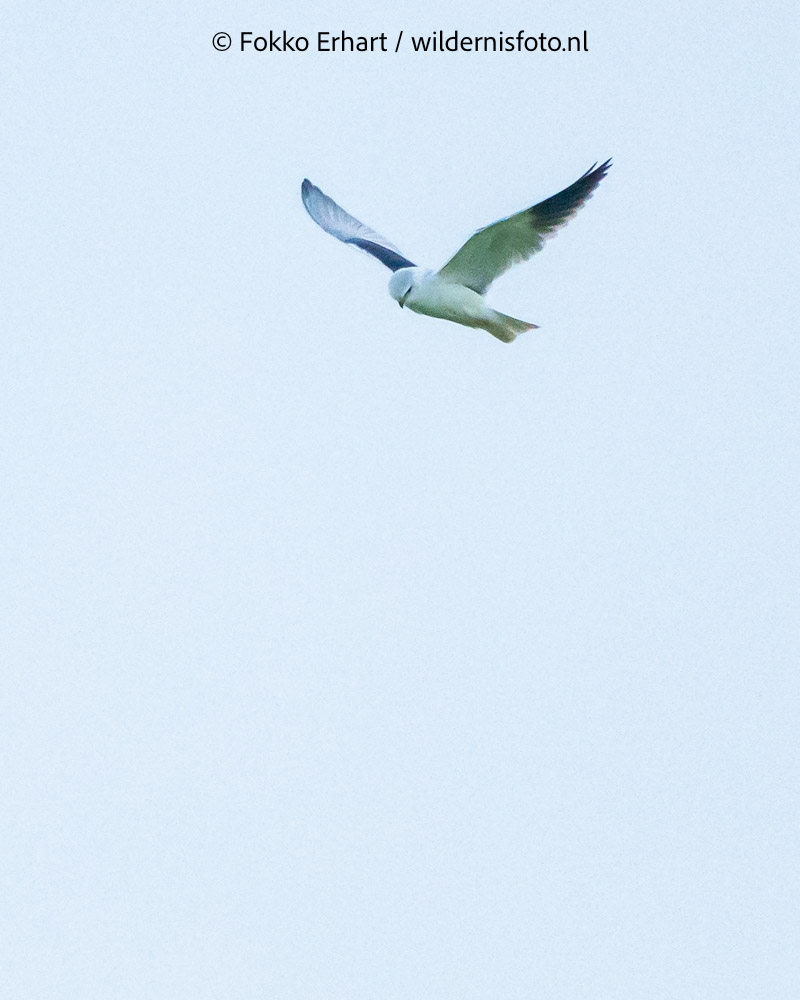 FokkoErhart's tweet image. #vogelreis voor @birdingbreaks met @TimLangerak heeft een vliegende start @waarneming @roots @CameraNU_nl #dwergarend #reuzenstern #knobbelmeerkoet #grijzewouw