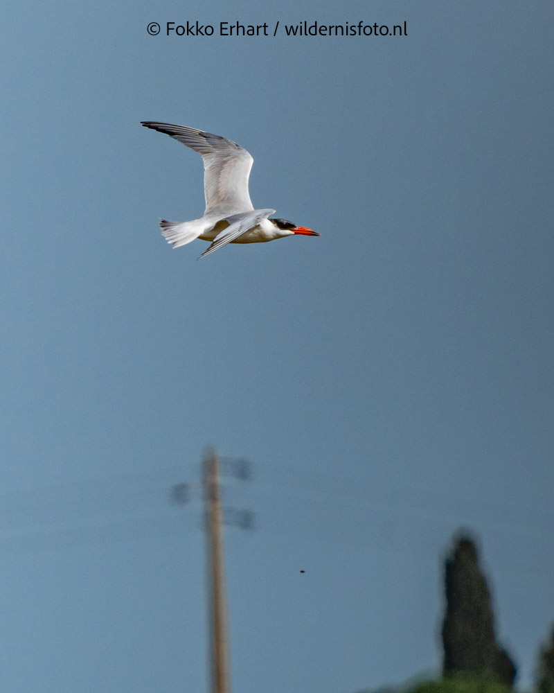 FokkoErhart's tweet image. #vogelreis voor @birdingbreaks met @TimLangerak heeft een vliegende start @waarneming @roots @CameraNU_nl #dwergarend #reuzenstern #knobbelmeerkoet #grijzewouw