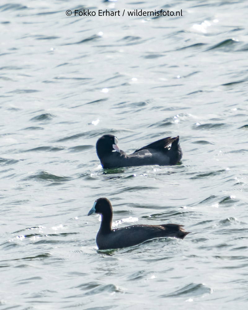 FokkoErhart's tweet image. #vogelreis voor @birdingbreaks met @TimLangerak heeft een vliegende start @waarneming @roots @CameraNU_nl #dwergarend #reuzenstern #knobbelmeerkoet #grijzewouw