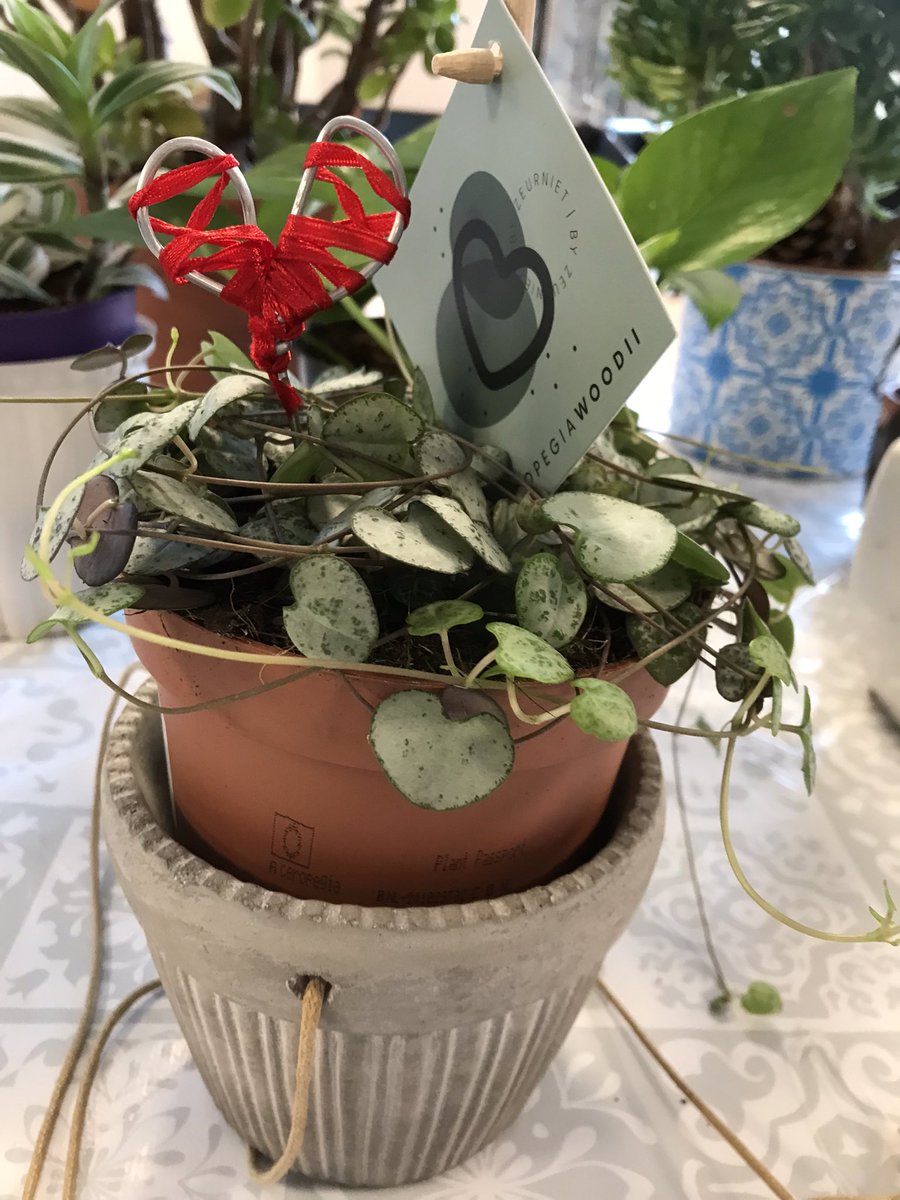 kerton_emma's tweet photo. On this #ValentinesDay sharing indoor plant cuttings to continue connecting with nature and talking about love in our relationships and in the small details and moments of our lives @STH4PC #occupationaltherapy #stringofhearts #ceropegiawoodii https://t.co/atHSOdOiPL