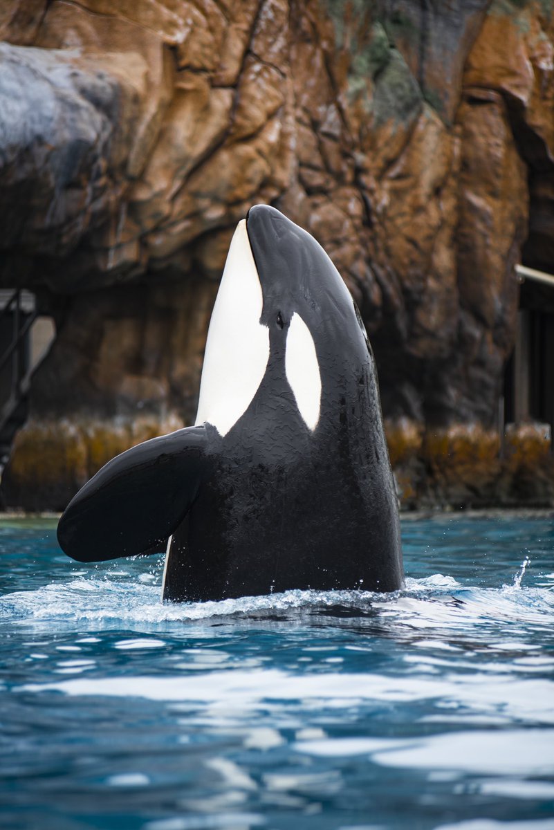 Finishing out Valentine’s Day with a happy birthday to Makani! You have our hearts 💙

📍: SeaWorld San Diego