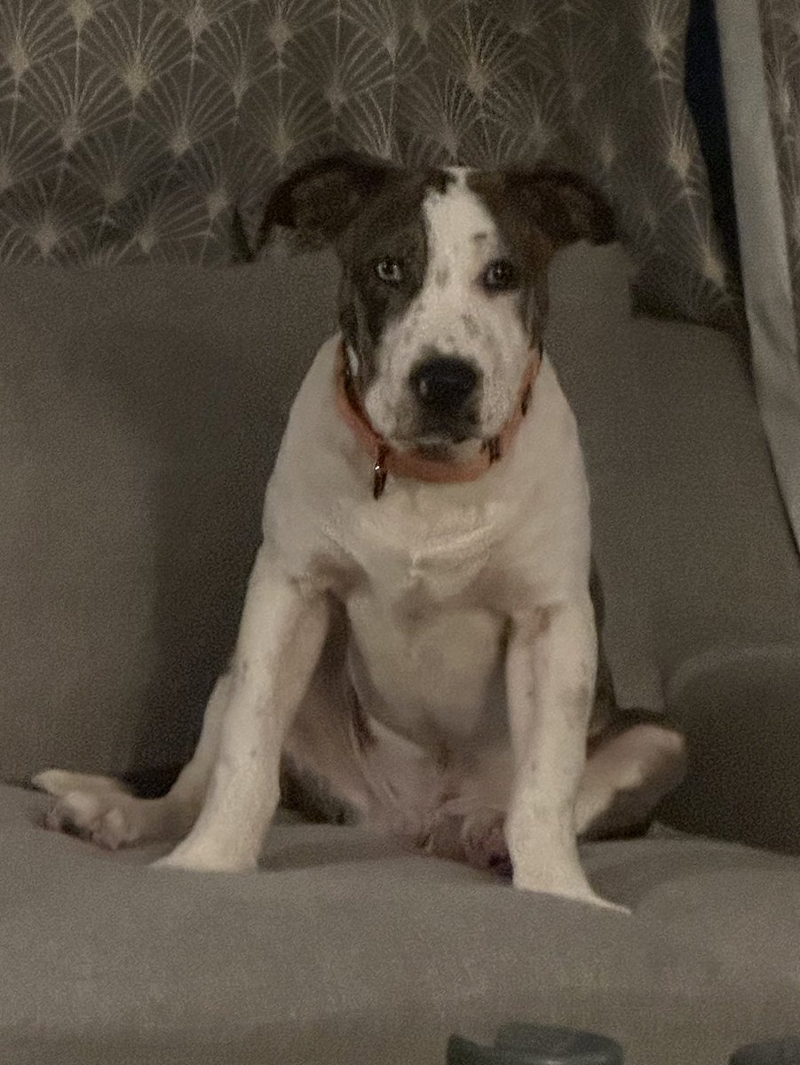 DogwhistleRec's tweet photo. welcome to dog whistle records do you mind if I come over and just stare at you like this https://t.co/ioJYcXU8Qd