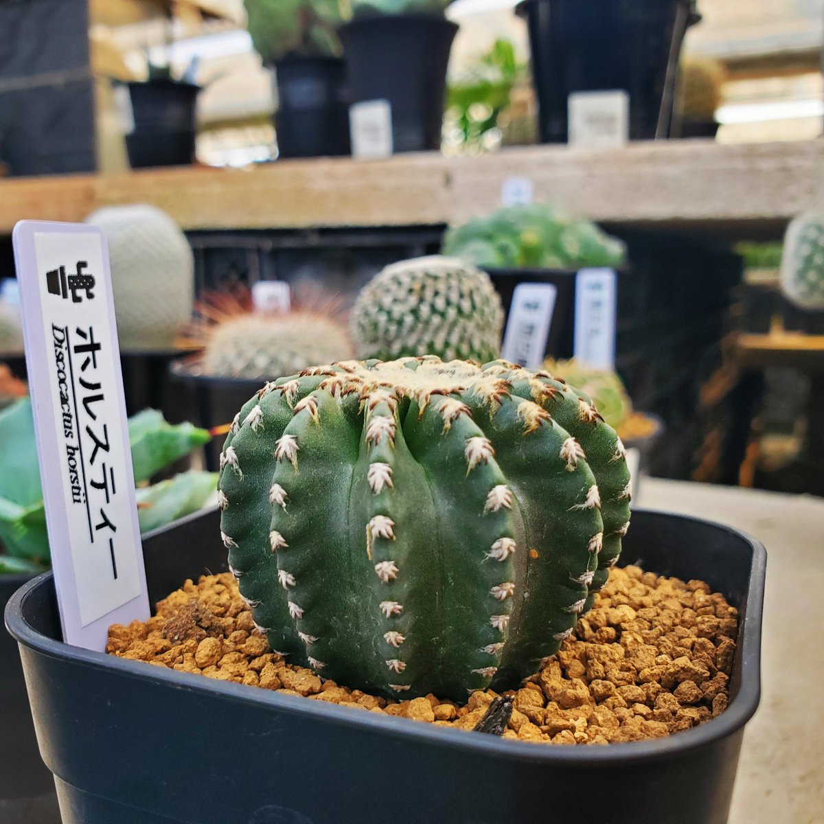 yoshioka_plants's tweet photo. ディスコカクタス・ホルスティー🌵🌵
#ホルスティー
#discocactus
#花園グリーンセンター
#花園
#埼玉
#園芸
#サボテン
#多肉植物
#観葉植物
#植物のある暮らし
#ビザールプランツ
#アガベ
#agave
#copiapoa
#caudex
#cactus
#cactuslover
#suculentas https://t.co/666iokNbGi