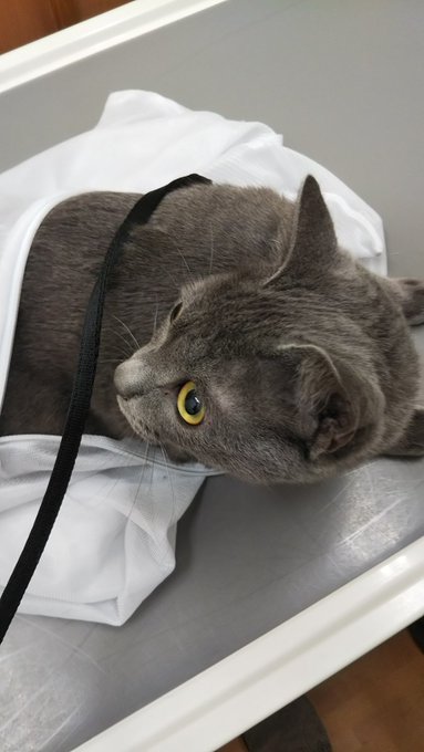 猫のマメにワクチン打ってきた
ビビっておめめまん丸状態 