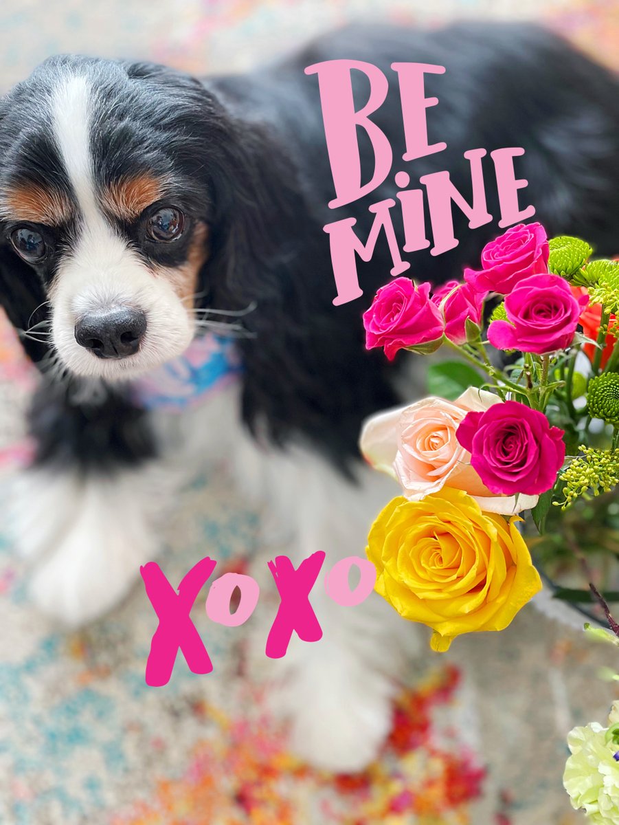 I’m yours. 🩷 Be mine?
Happy Valentine's Day.
luv, Bogey 🐼

BTW when you’re waiting for a treato, you might as well sample the flowers! 🌸

#valentine #love #xoxo #imyours #myfluffyvalentine #valentinedog #cavpack #cavlife #cavatude #cavaliersofinstagram instagram.com/p/C3VFgZQOxAl/