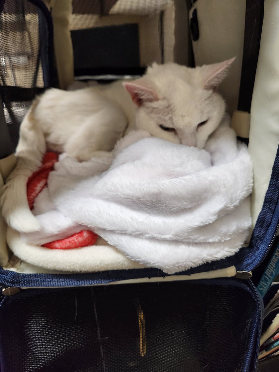 pi002ttv's tweet photo. My guardian angel Bella crossed over today. My first child, my first love. I will miss you dearly. 17 years is a long time. I love you always, my princess. I am devastated and heartbroken. https://t.co/6OgraEO1C8