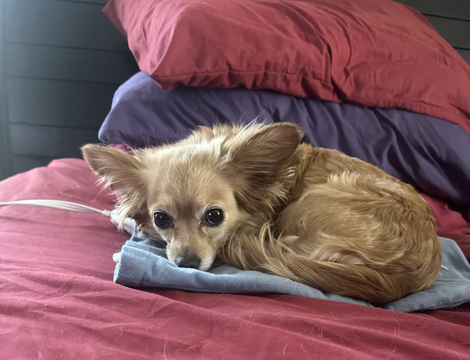 My valentine warming up on her heating pad 🥰 https://t.co/CzAHEcM17Z<a href="/tag/makeamericagreatagain"class="tags"><span>#makeamericagreatagain</span></a><a href="/tag/trump2024"class="tags"><span>#trump2024</span></a>