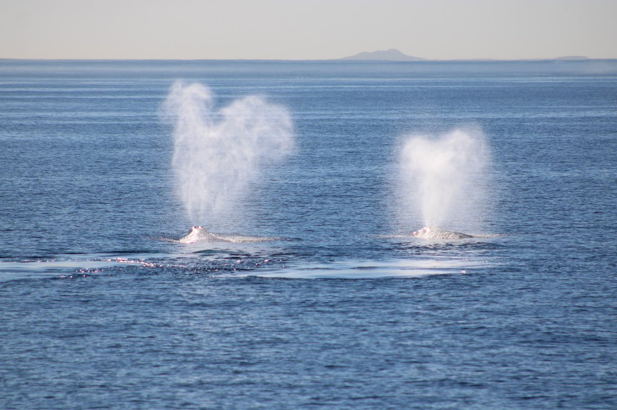 HealTheBay's tweet photo. 🐳 Did you know the unique shape of a gray whale’s blowhole creates a distinctive heart shape while exhaling? 🩵

Catch a glimpse of these migrating mammals at Whale of a Weekend, Feb 17-18 at @healthebayAQ 

https://t.co/1Krus1dlPU

📸 Photos by Alexia Skrbic https://t.co/7XpFOMCNfV