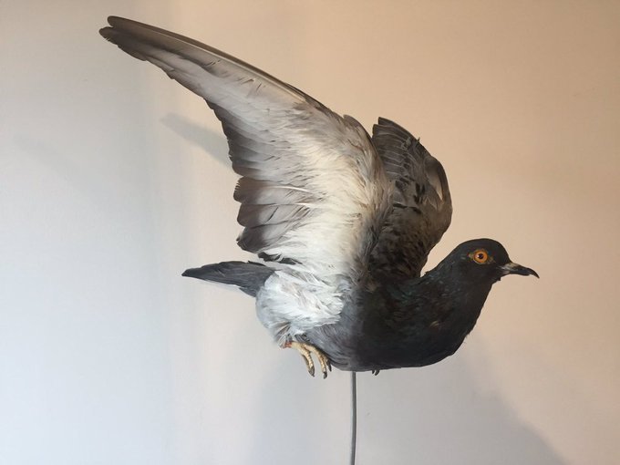 a_london_pigeon's tweet photo. Taxidermy .. stuffing is not the whole story there is much more to it
Also, pigeons are amongst the most difficult of creatures to preserve in this fashion
📷 Taxtiles @Taxtiles #September2017 https://t.co/Hi6nHRyFbr