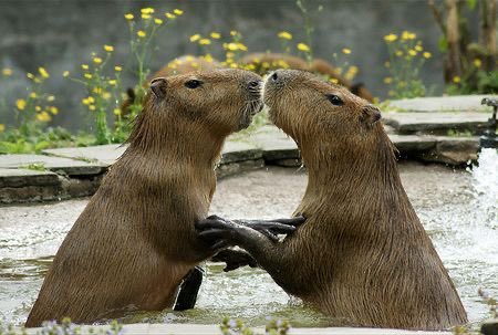 CapybaraCountry's tweet photo. capy valentine’s day! https://t.co/5e8YkngWYw