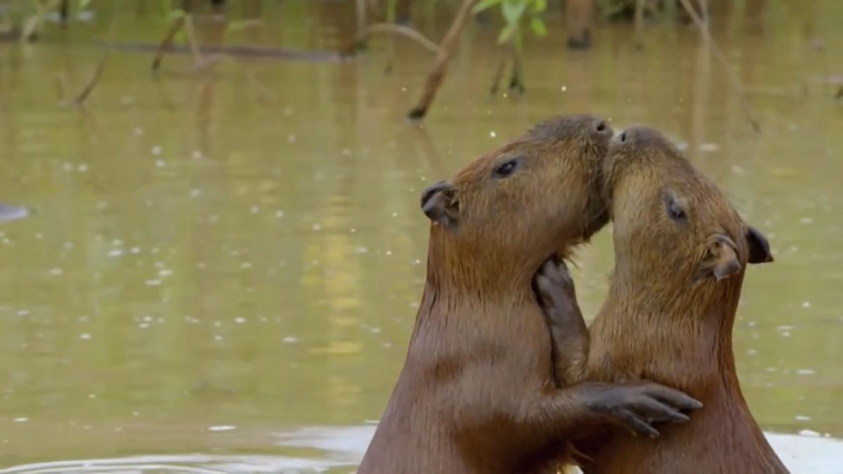 CapybaraCountry's tweet photo. capy valentine’s day! https://t.co/5e8YkngWYw