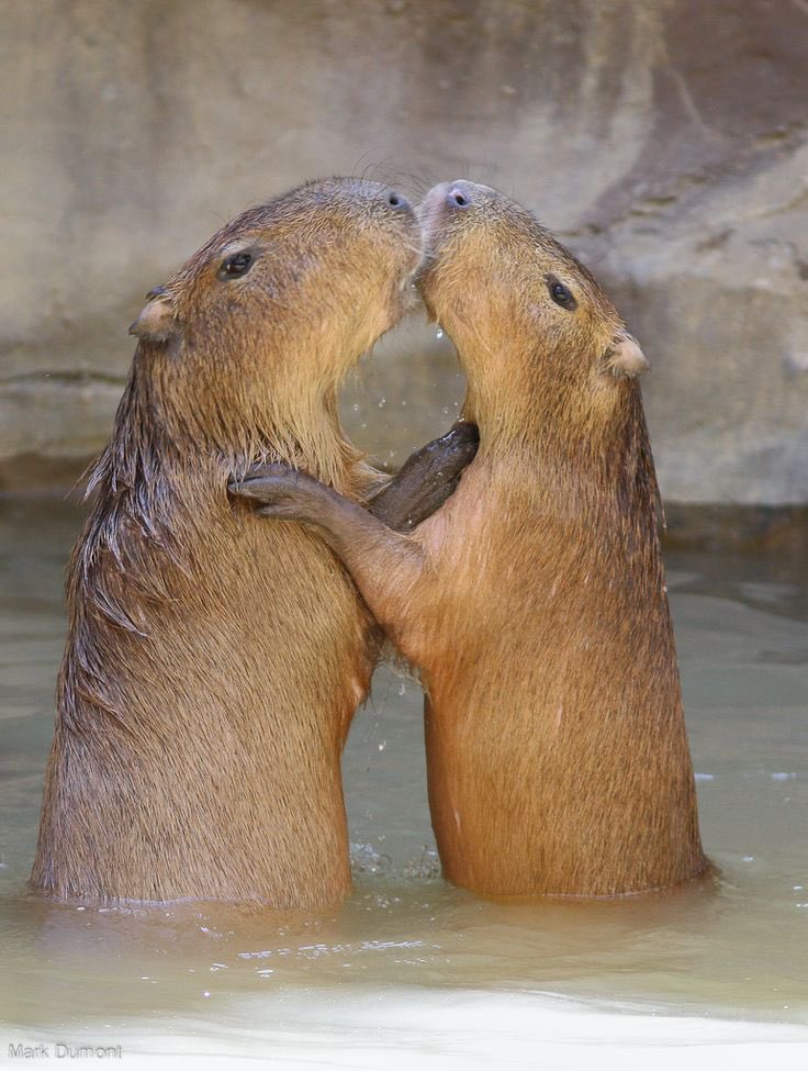 CapybaraCountry tweet picture