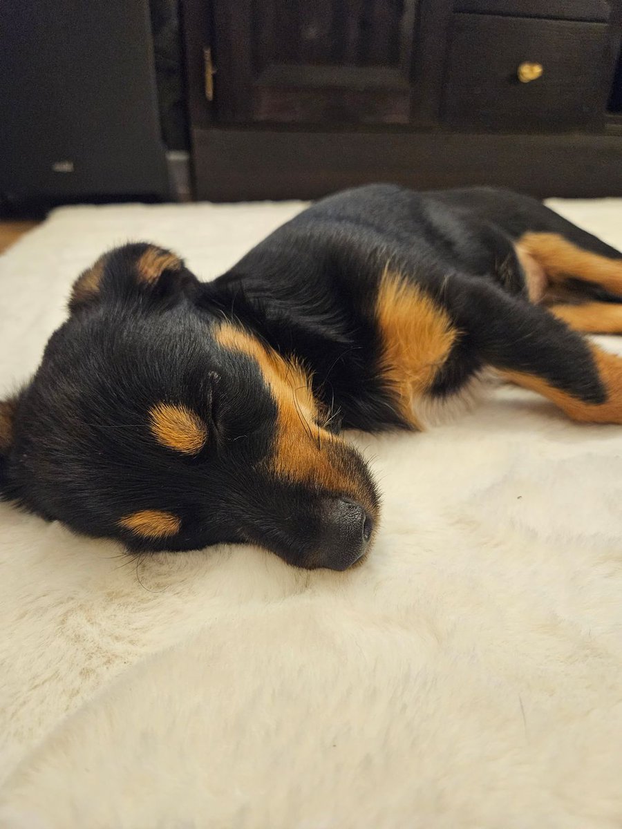 Zaginął pies, Borek
Zaginęła !! Młoda psinka koło 7 miesięcy.  Była na podwórku z naszymi psami i jak ją chciałam zawołać to jej...
wieszgdziezwierz.pl/psy/zaginione/…
#zaginąłpies #zaginął #pies #borek