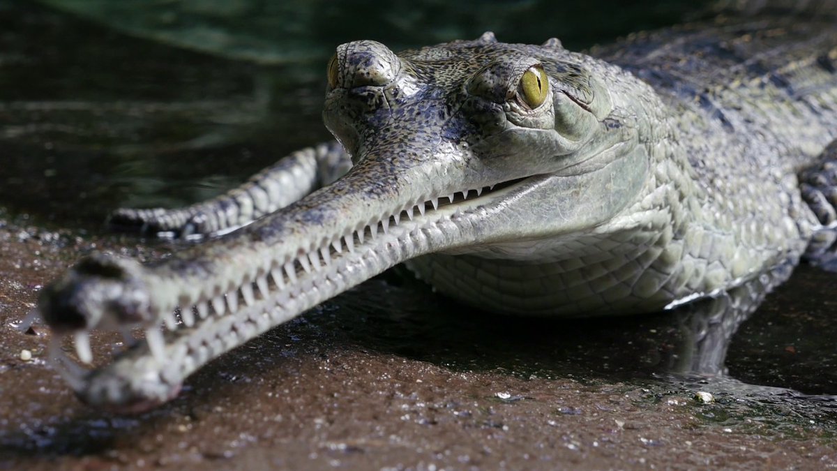 GatorsDaily's tweet photo. one long snout boy for today https://t.co/8B9hpSPE9y