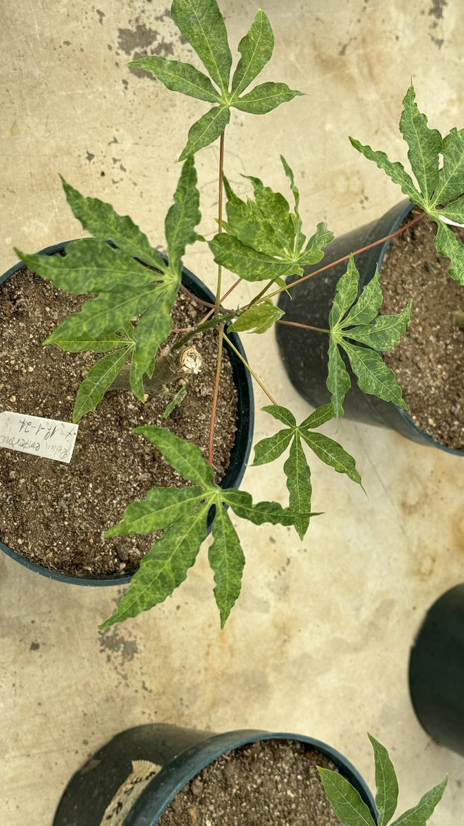jononewby's tweet photo. How long would #Cassava #Frogskin #Disease (#CFSD) go undetected &amp; unreported if inadvertently introduced to #Asia? Diseases don’t need passports! Important exchange with Thai 🇹🇭 cassava scientists as we continue to better understand this pathogen at @BiovIntCIAT_eng Colombia 🇨🇴 https://t.co/PH4O60ufAh